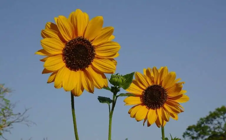 Exploring the Role of Political Polarization in Election Outcomes