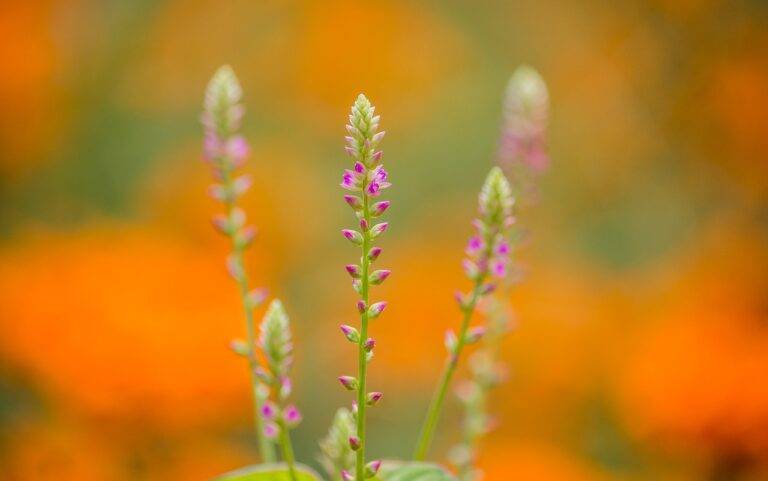 Mindful Walking: Finding Peace and Presence in Every Step