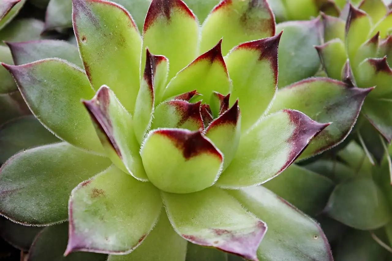 The Role of Animal Companions in Emotional Health